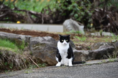 Portrait of a cat