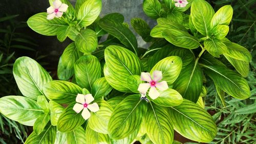 High angle view of pink flowering plant