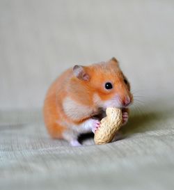 Close-up of a hamster eating groundnut