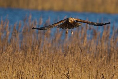 Close-up of eagle flying in grass