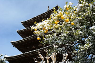 Low angle view of flowering plant by building against sky