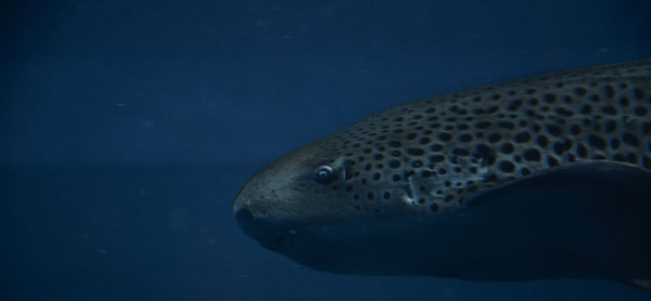 Close-up of fish swimming underwater