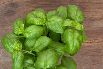 Close-up of plant