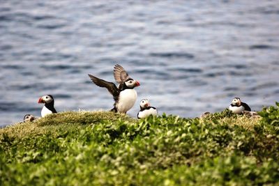 Birds flying over the lake