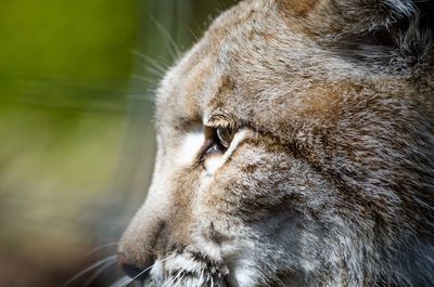 Close-up of cat looking away