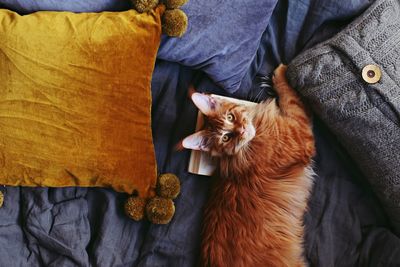 High angle view of cat relaxing at home