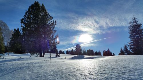 Sun shining through trees