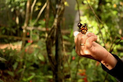 Close-up of hand holding crab on tree