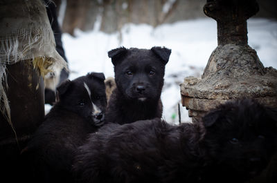 Portrait of two dogs