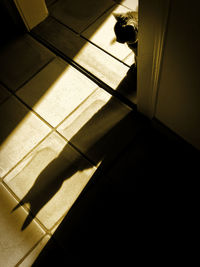 High angle view of cat with shadow on floor