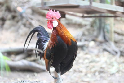 Close-up of rooster