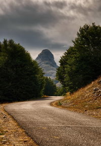 Road between trees to the mountain. picture is captured in durmitor national park, mountain stozina.