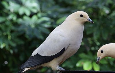 Close-up of bird perching on railing