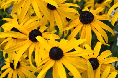 Full frame shot of yellow gerbera daisy