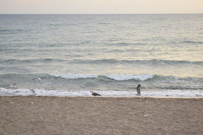 Scenic view of beach