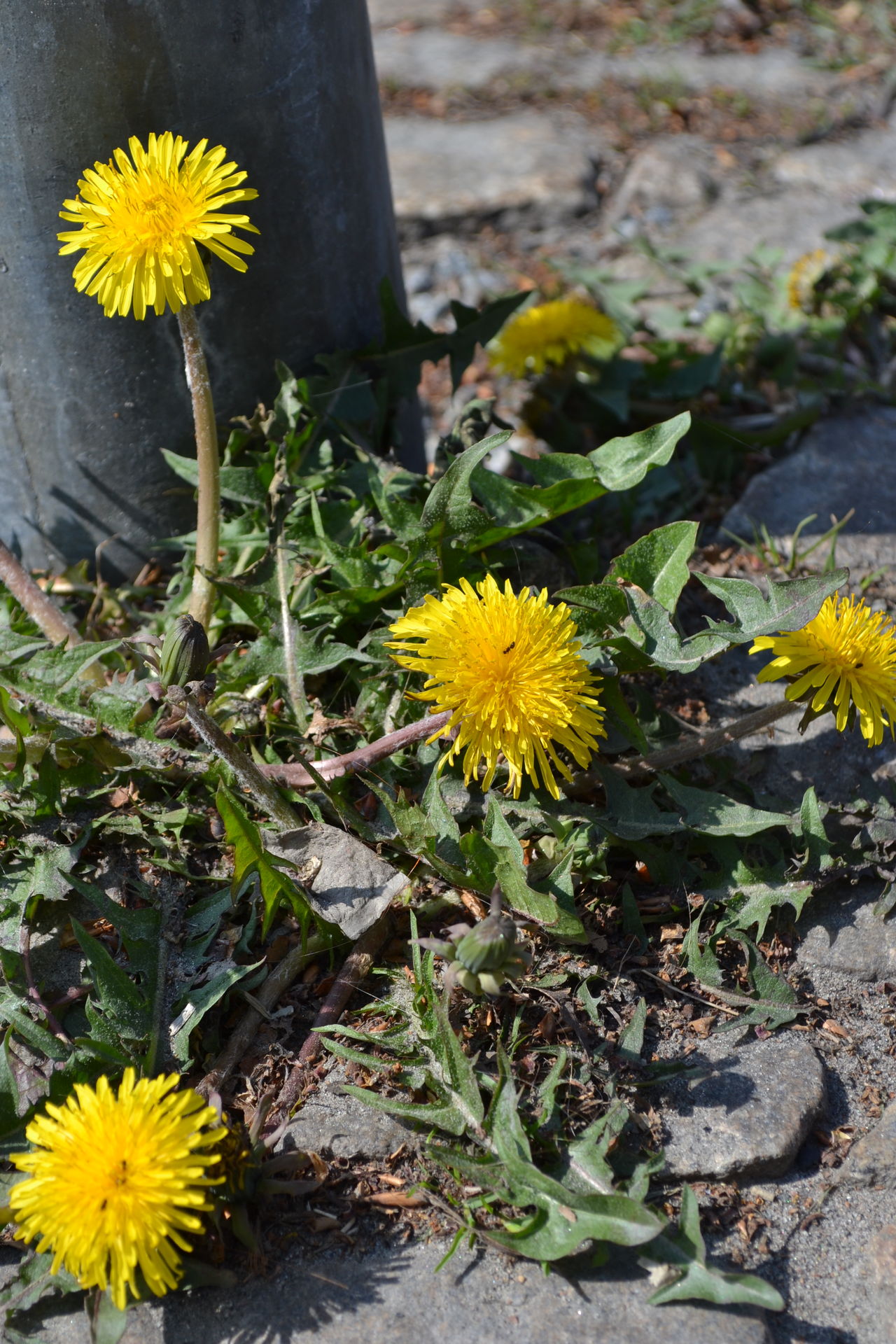 Dandelions and cobble stone