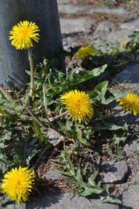 High angle view of yellow flowers blooming outdoors