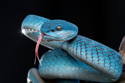 Blue viper snake