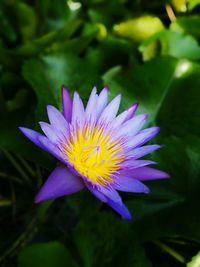 Close-up of purple flower blooming outdoors