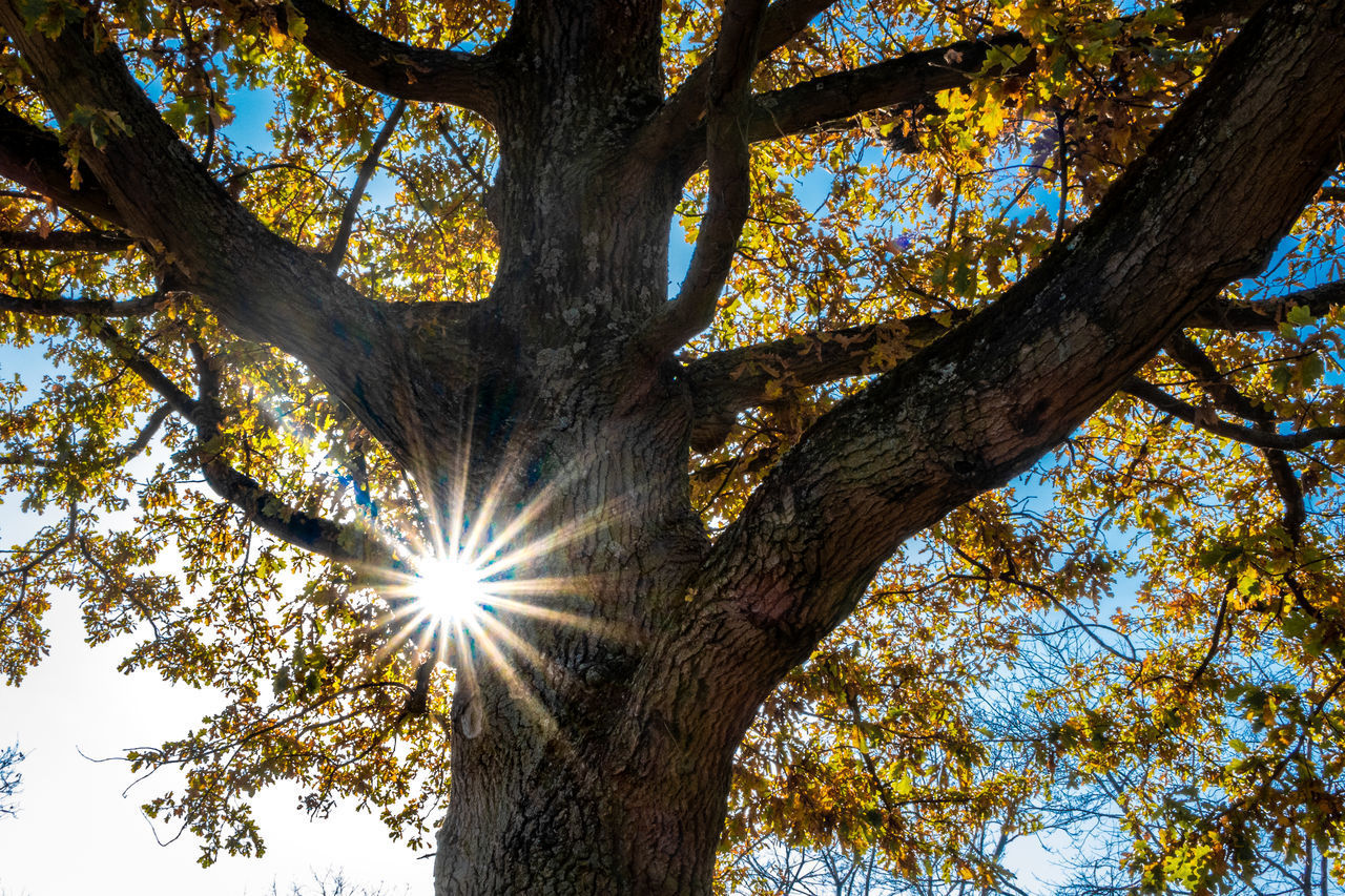 LOW ANGLE VIEW OF SUNLIGHT STREAMING THROUGH TREES