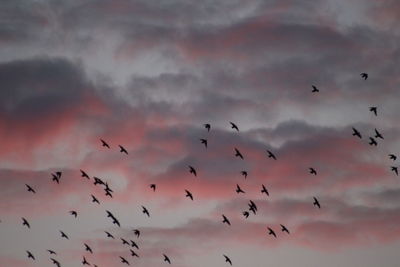 Low angle view of silhouette birds flying against sky