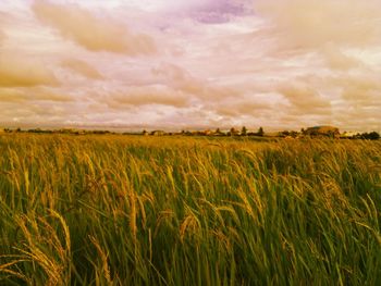 Scenic view of field against sky during sunset