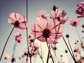 Close-up of pink flowering plants against sky