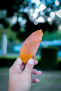 Close-up of hand holding leaf outdoors