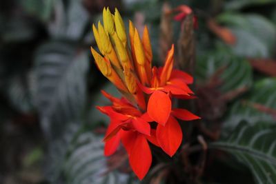 Close-up of red flowers blooming in park