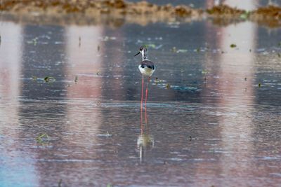 Bird perching on a lake