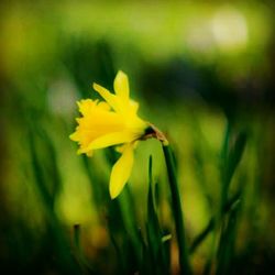 Close-up of yellow flower