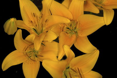 Close-up of yellow flowering plant against black background