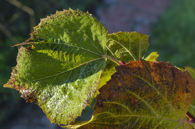 Close-up of autumn leaf