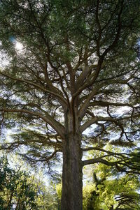 Low angle view of trees in forest