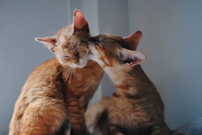 Close-up of cat looking at home