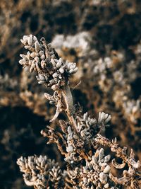 Close-up of wilted plant