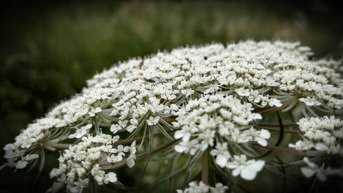 Close-up of white flowers