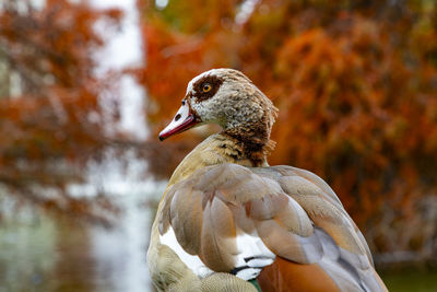 Close-up of duck
