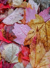 Full frame shot of wet autumn leaves