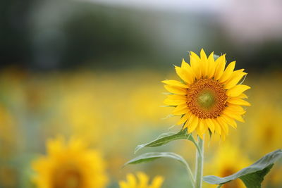 Close-up of yellow daisy blooming outdoors