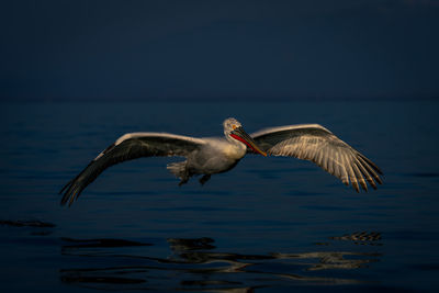 Close-up of pelican