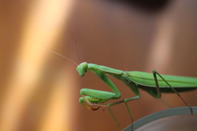 Close-up of insect