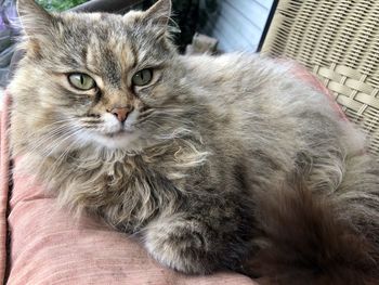 Portrait of cat relaxing on hand