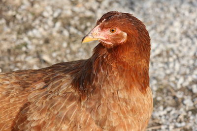 Close-up of duck