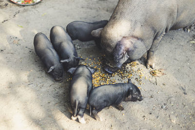 High angle view of pigs eating corn