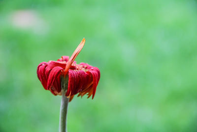 Close-up of red rose flower