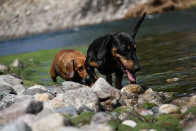 Close-up of dog