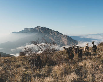 Goats on grassy mountain against clear sky during sunny day