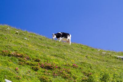 Dog on landscape against clear blue sky