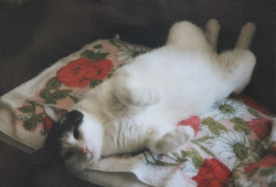 Cat sleeping on bed